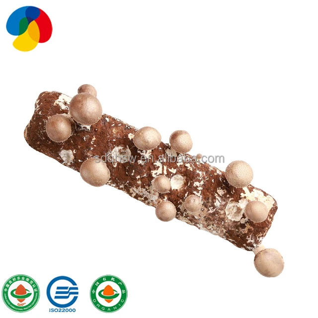 Высокопроизводительные замороженные грибы Shiitake для выращивания