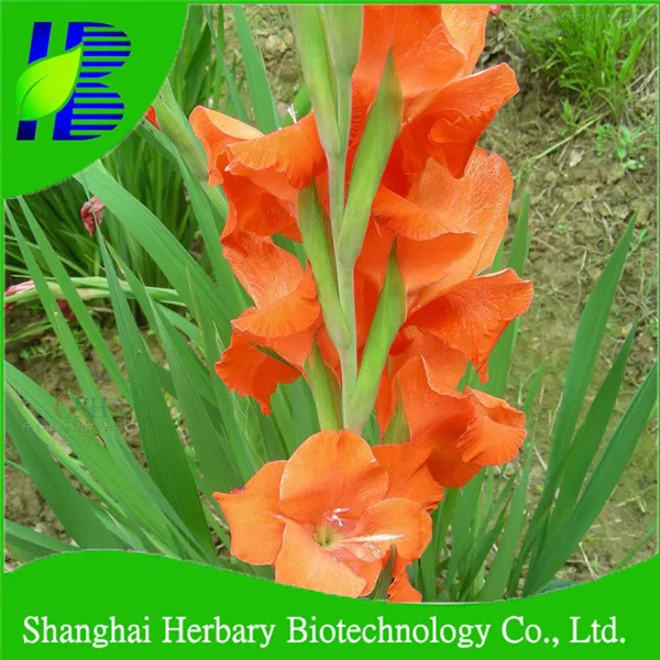 Shanghai Herbary Supply Gladiolus Flower Bulbs Buy Gladiolus Bulbs For Sale Gladiolus Flower Bulbs Gladiolus Bulbs Product On Alibaba Com