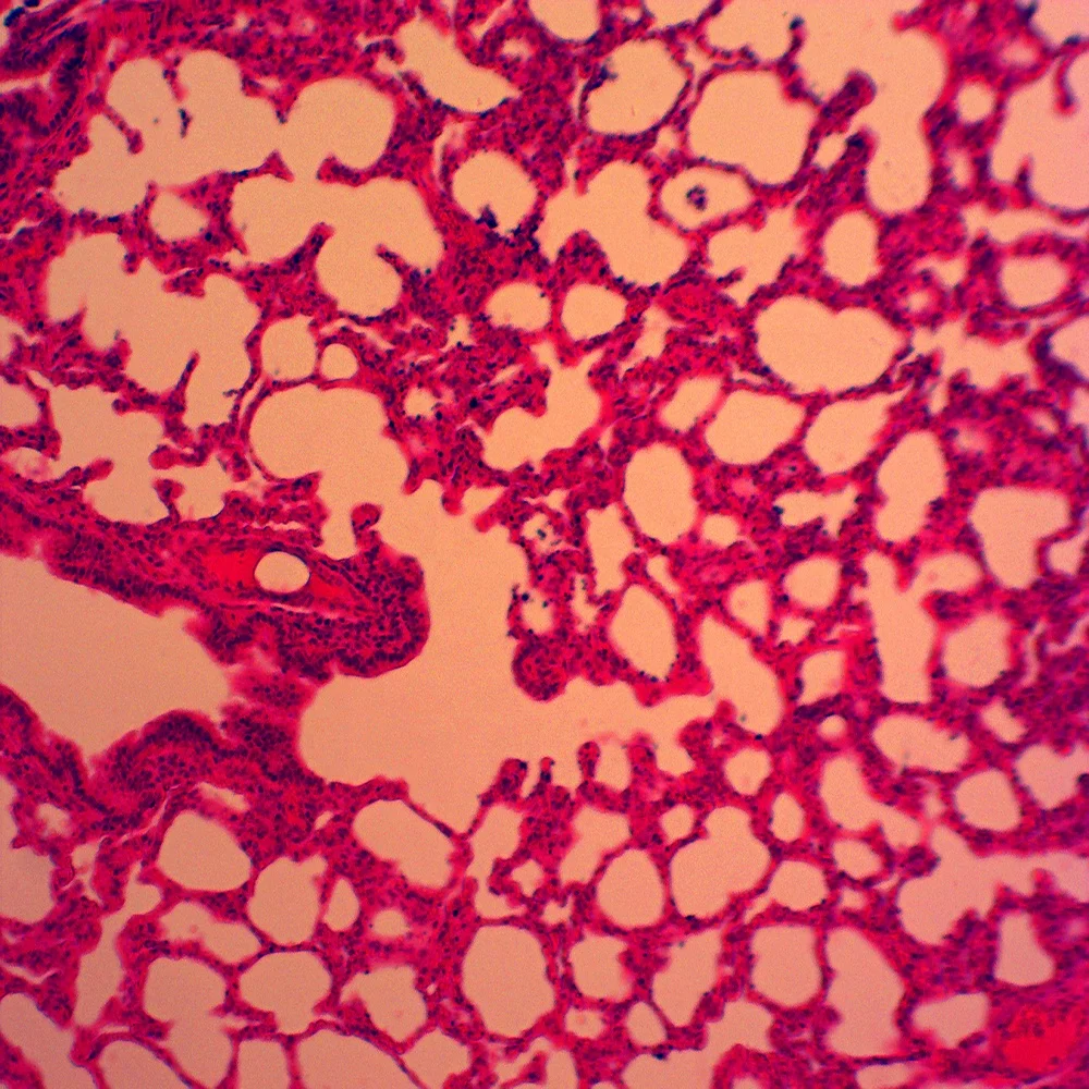 istologia umana orale/dente patologia microscopio preparato diapositive  set