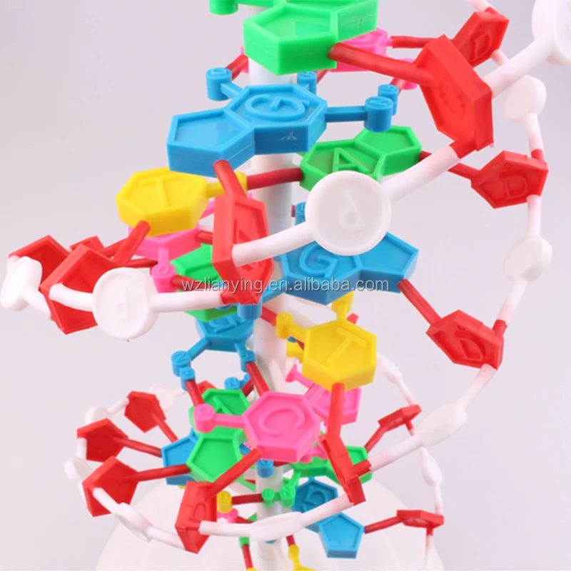 3d Double Helix Dna Strand Structure Model for Biology