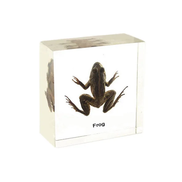 カエル 標本 即納 B級品 ヌマガエル Cricket Frog の骨格標本 -