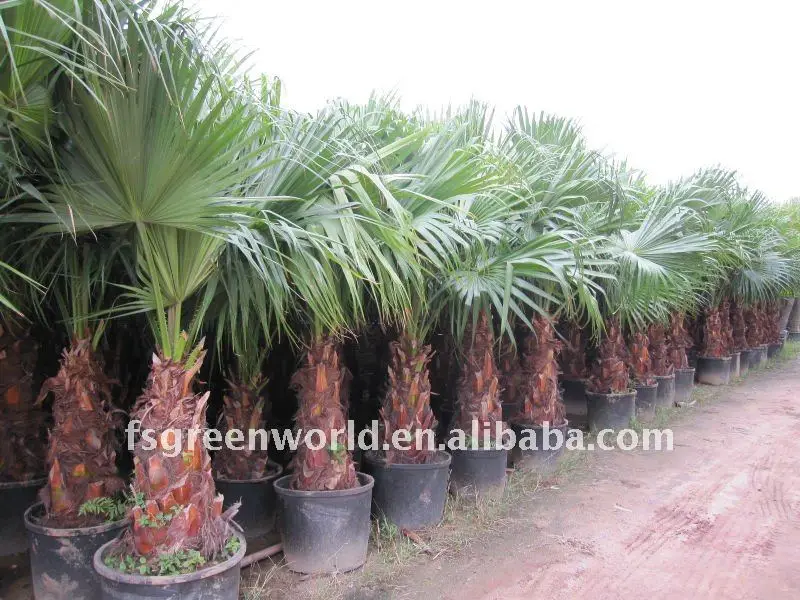 Livistona Chinensis Palm Tunk Height 1m Buy Chinese Fan Palm Trachycarpus Fortunei Chinese Fountain Palm Product On Alibaba Com