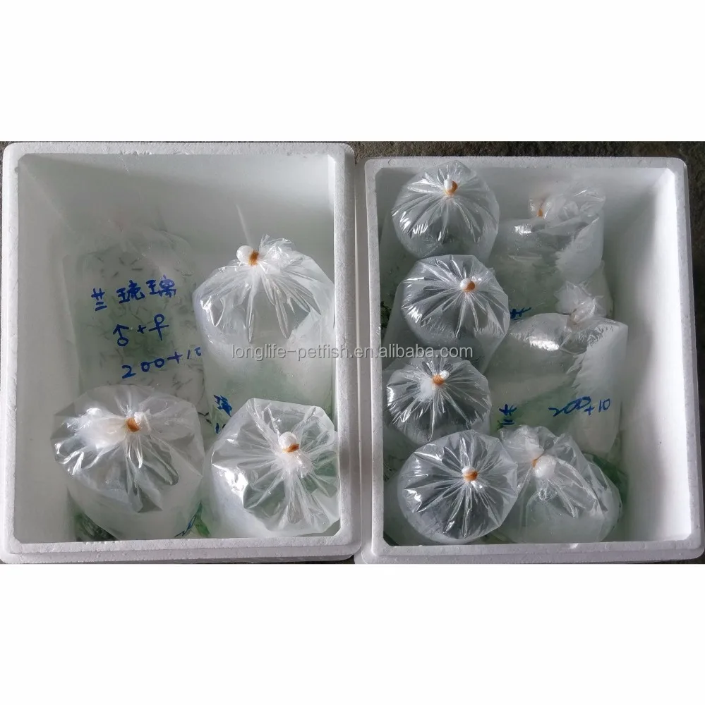 Горячая Распродажа рыба аристохромис красный топ