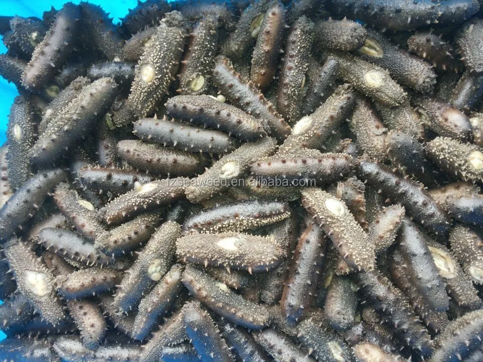 
 Сушеный натуральный сухой очищенный морской огурец с низким содержанием жира по лучшей цене  
