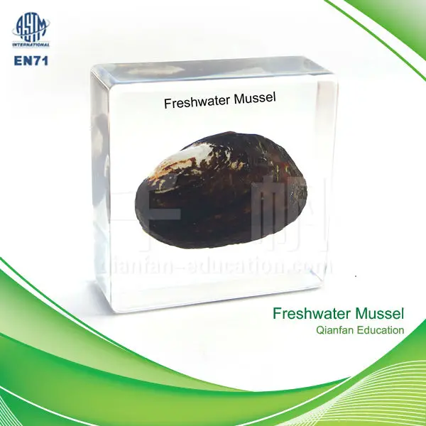 QF мидии из научного образования