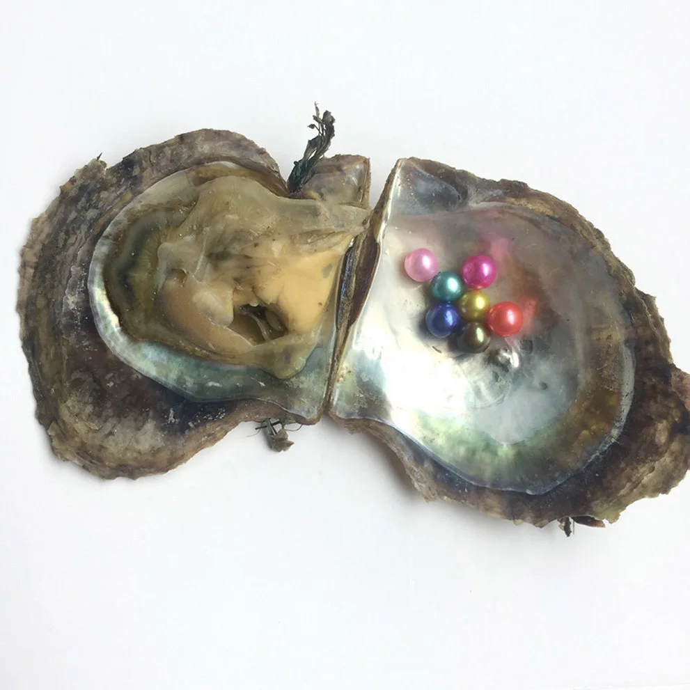 Wholesale Akoya Oysters with Round Pearls High Quality