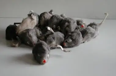 Rabbit Fur Mouse 2inches with Rattle Black White Grey Cat Toy Mouse