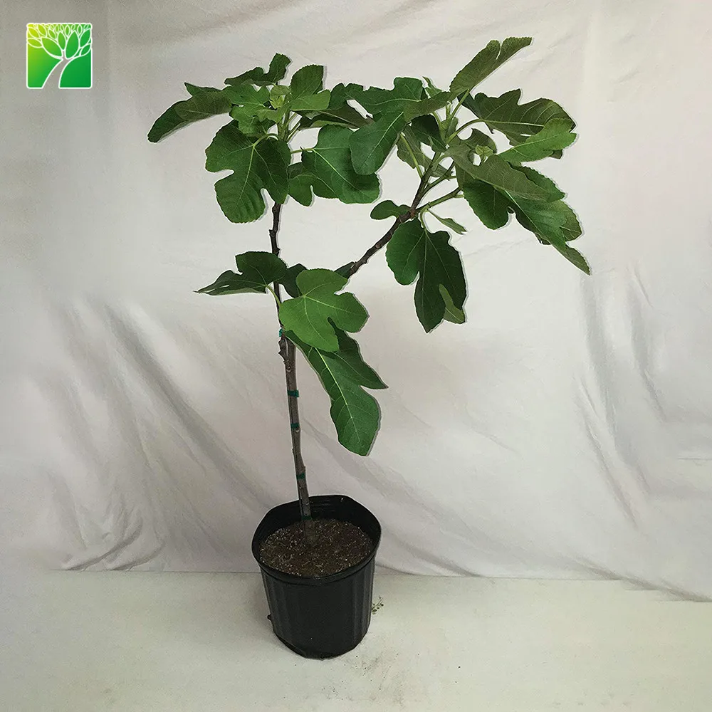 Light Brown Branch Color Desert King Fig Tree Ficus Carica Seedling Plant Buy Fig Seedling Desert King Fig Tree Seedling Ficus Carica Product On Alibaba Com