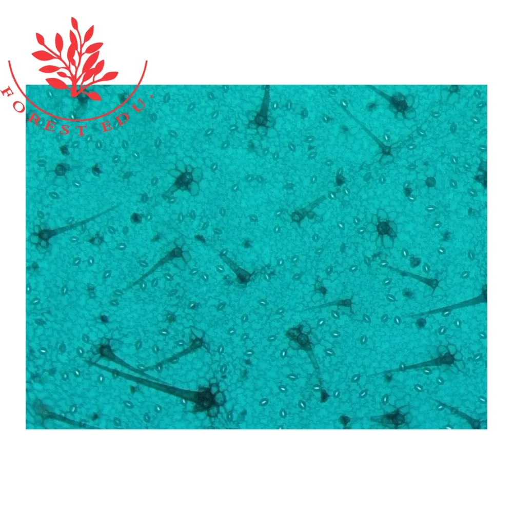 Monocot and Dicot Comparison Microscope Slides