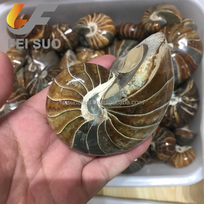Natural Nautilus Shell For Sale Buy Natural Fossils Shell Natural Nautilus Shell Natural Nautilus Shell For Sale Product On Alibaba Com