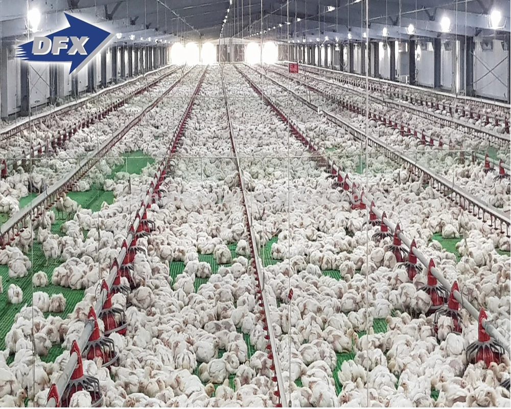 Modern Large-scale Automatic Poultry Farm for Broiler Poultry Chicken House Design for 5000 Chicken