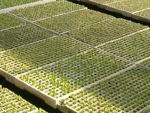 Longwell Горячая продажа EPS карниз формовочная машина в Китае с CE