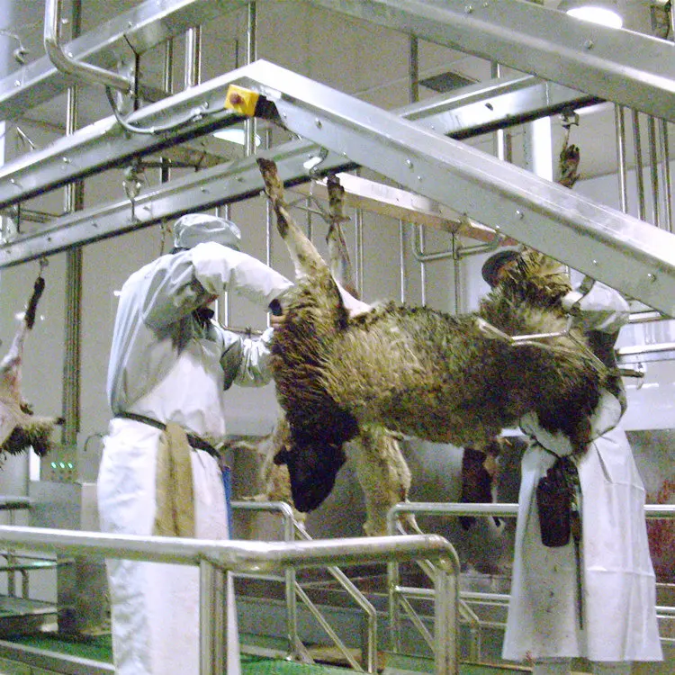 Slaughterhouse European style hidden stainless steel sheep skin pulling machine