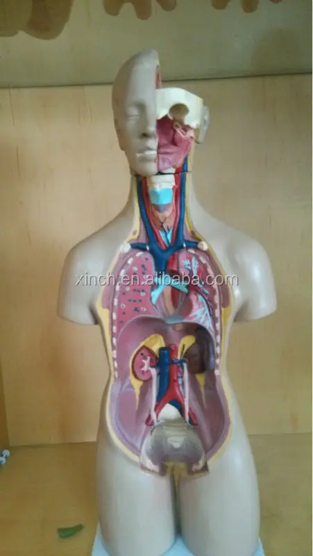 Туловище унисекс 55 см 20 частей модель человеческого тела