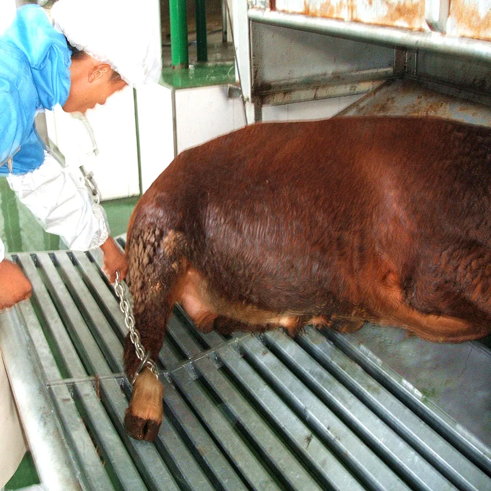 Hydraulic kosher fully rotating ritual slaughter box for live cattle