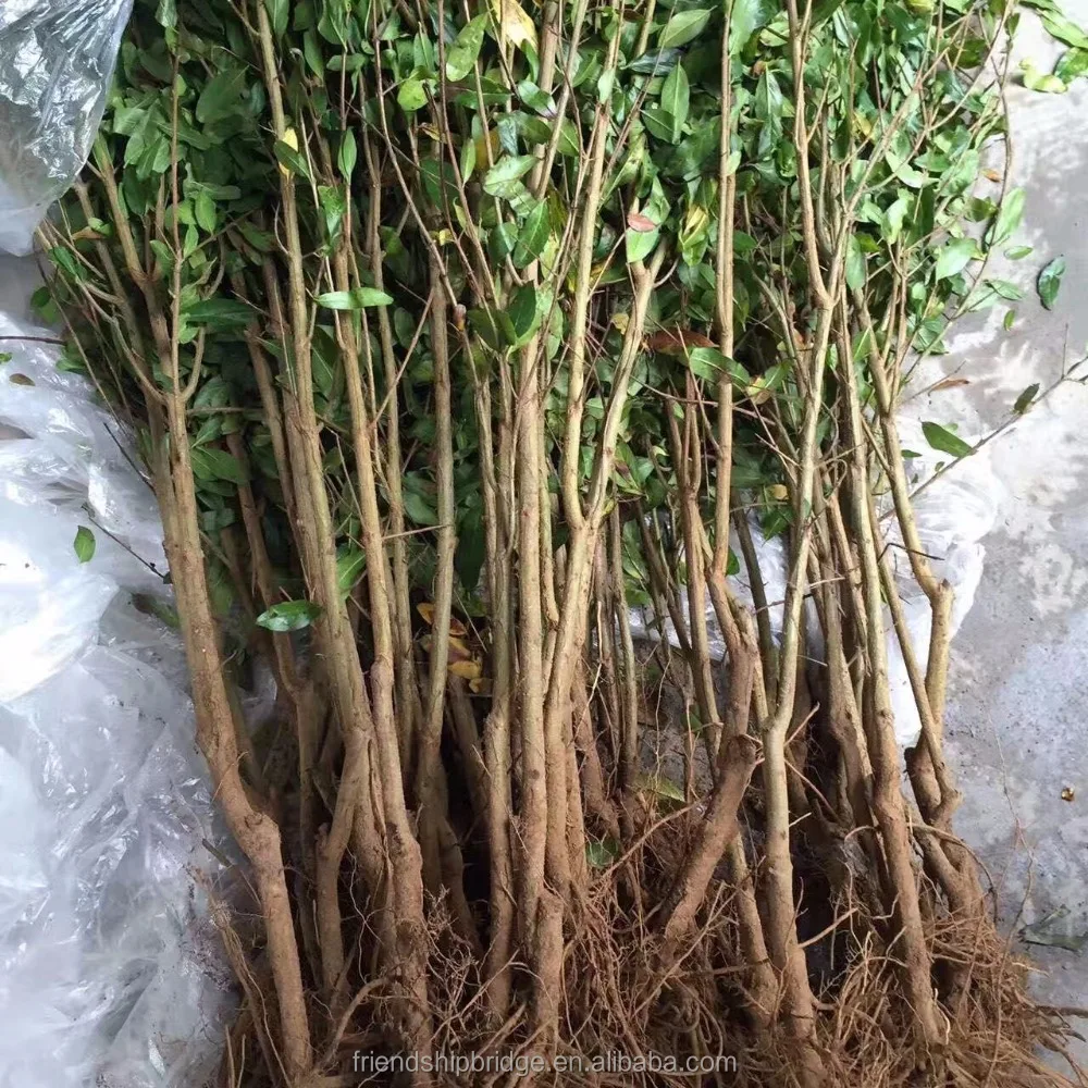 Punica Granatum Pomegranate Tree苗 Buy Punica Granatum木 ザクロ果樹苗木 ザクロ木 Product On Alibaba Com