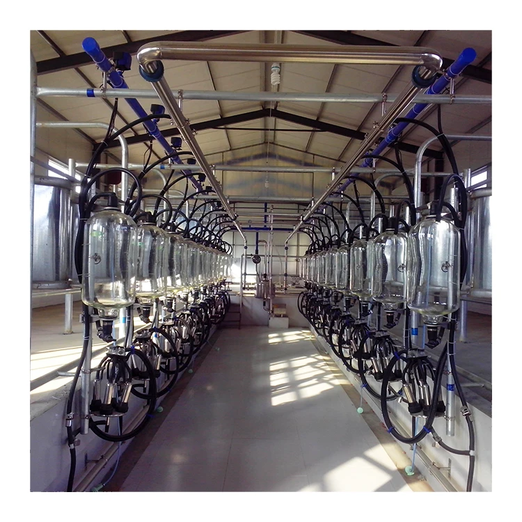 Hot Sale Automatic Milking System Cow