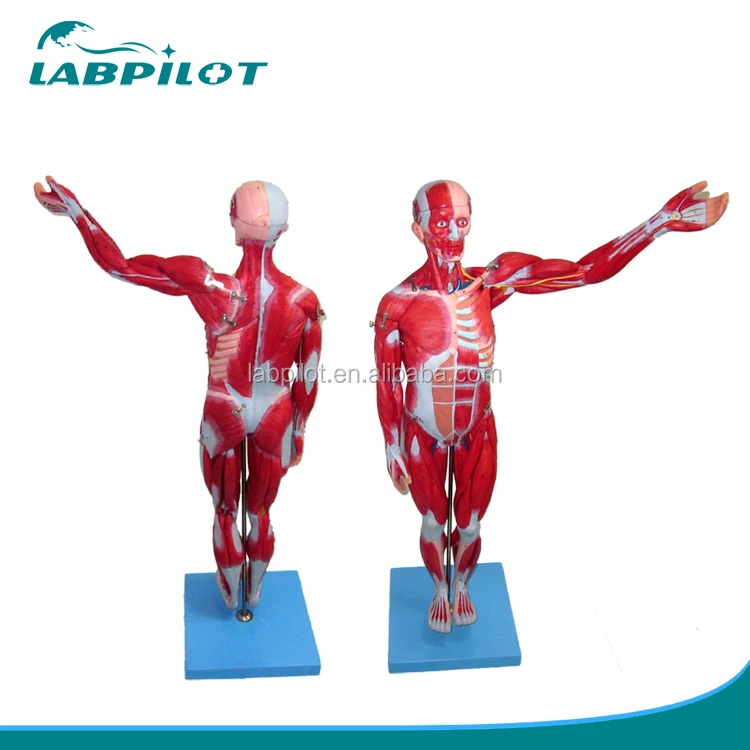 Human Torso Model Anatomie Model Van Menselijk Interne Organen Van De