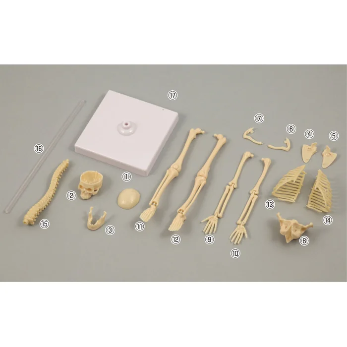 Модель человеческого тела, научные наборы, игрушка для детей