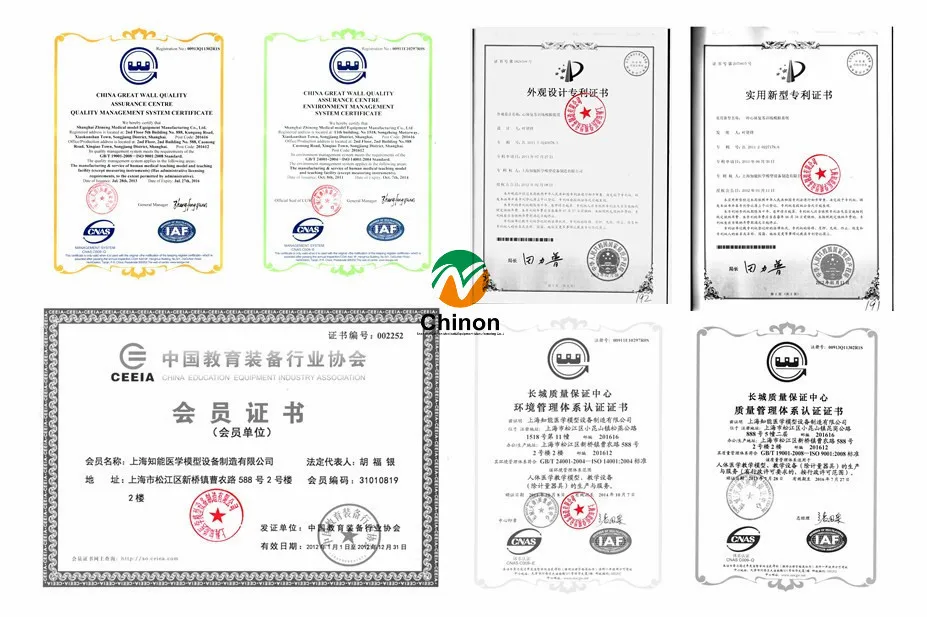 
Медицинская анатомическая модель человеческого позвоночника естественного размера 