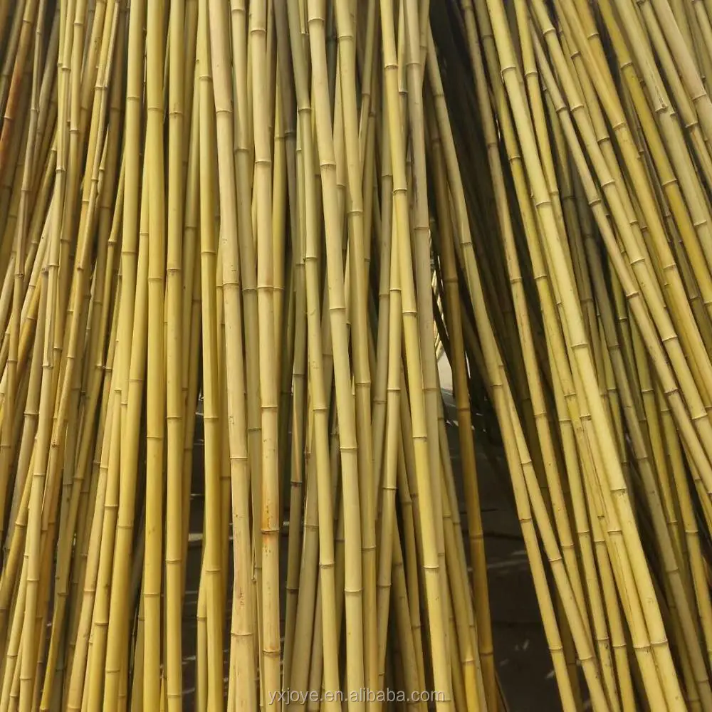 kwaadaardig Desillusie Picasso Hoge Kwaliteit Rechtzetten Bamboe Hengel - Buy Bamboe Hengel,Droge Bamboe  Pole,Rechtzetten Bamboe Pole Product on Alibaba.com