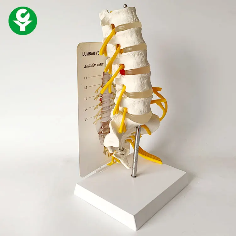 Two Lumbar Vertebrae Pelvis Human Bone Model with Half Leg Bone Model ...