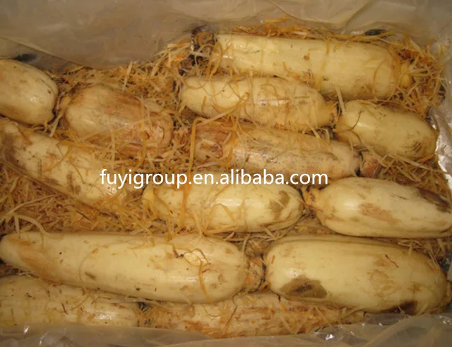 Fresh Lotus Root Prices for Export