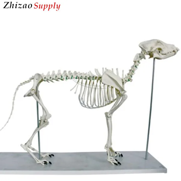 大型犬犬の犬の骨格モデル 犬の骨格の解剖学的モデル 犬の骨格の解剖学的モデル Buy 大型犬犬スケルトンモード 犬スケルトンモデル 動物スケルトンモデル Product On Alibaba Com