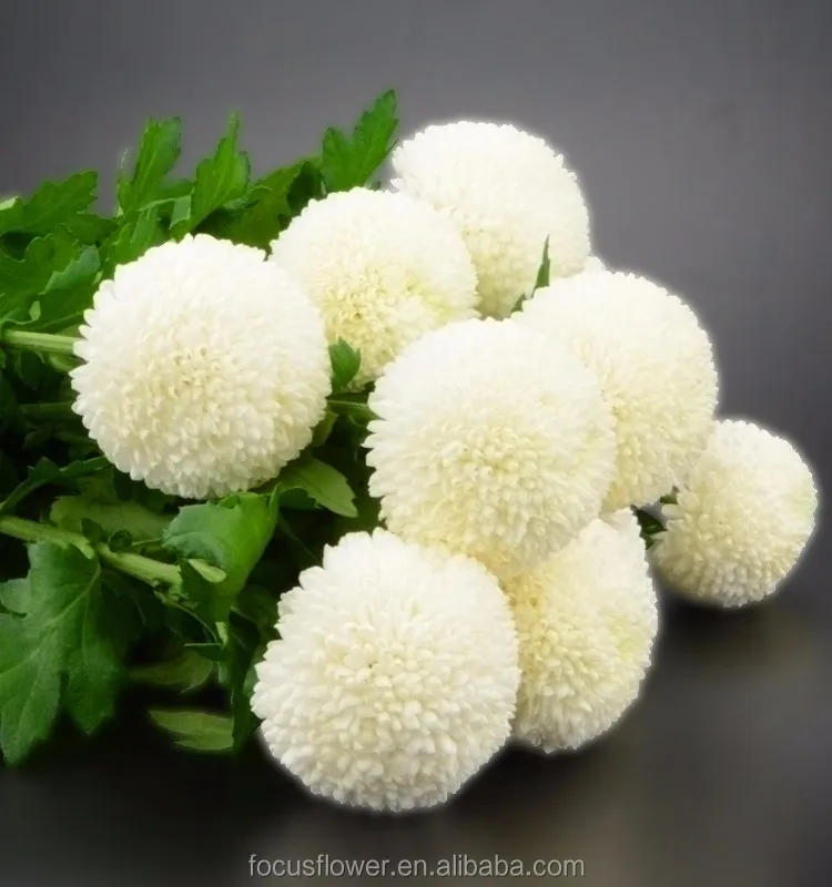 Export Direct Pompon Mum White Chrysanthemum For Sale - Buy Pompon Mum  White,Cut Fresh Flower For Funerals,Daisy Flowers Product on Alibaba.com