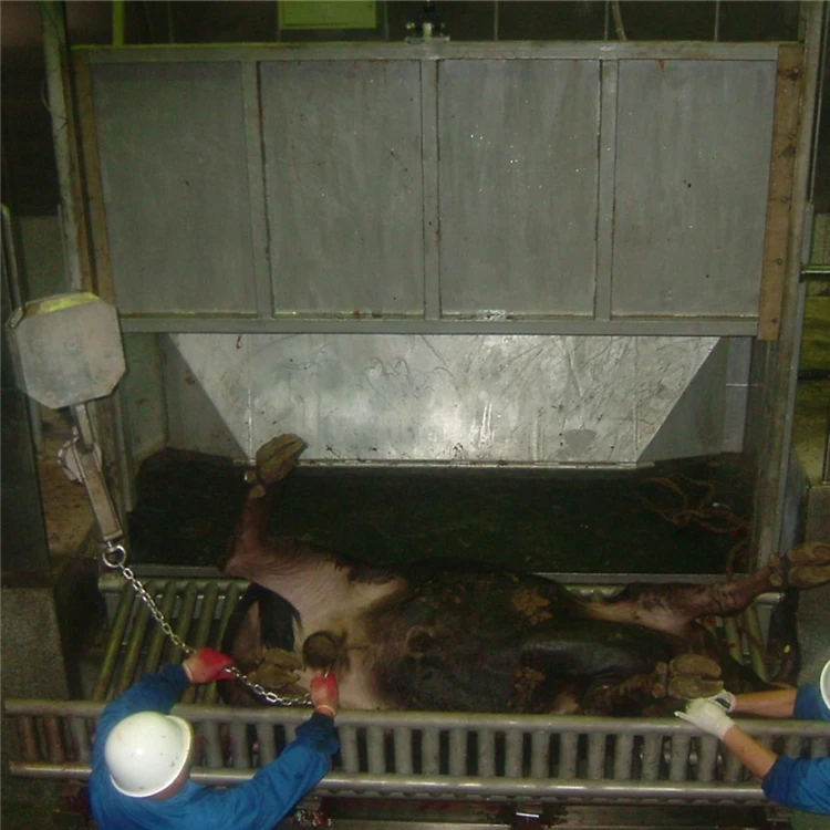 250 Cattle Hour Halal Meat Processing Humane Beef Slaughterhouse