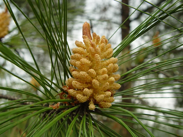 Пыльца сосны обыкновенной. Pinus lambertiana. Сосновая пыльца. Пыльца лиственницы.