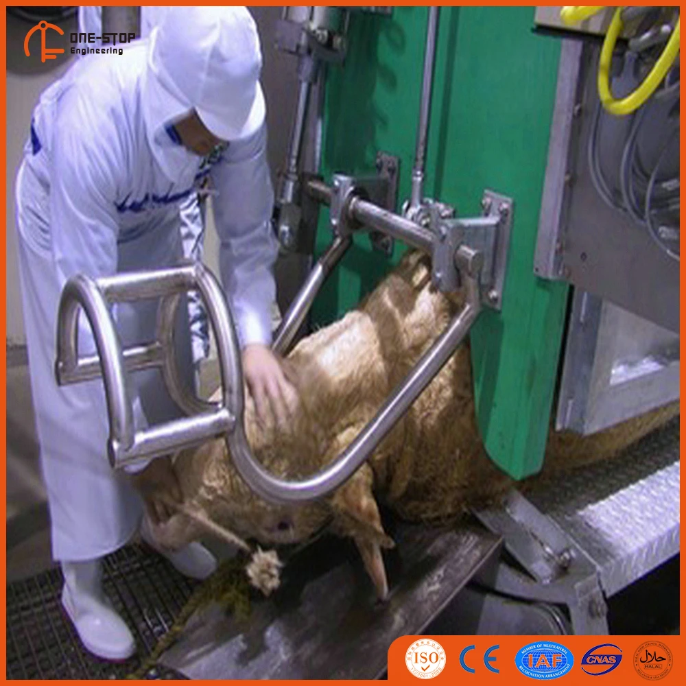 Cow Ritual Slaughterhouse Mechanical Buffalo Killing Box
