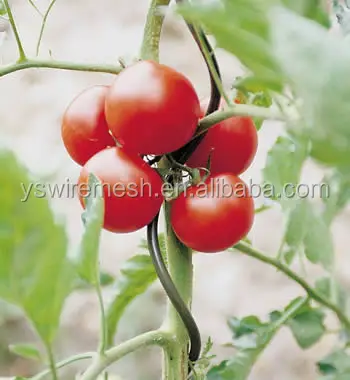 Pali Per Piante Da Giardino, 152 Cm, 1,5 M, In Acciaio, Paletti Per Pomodori Per E 750490