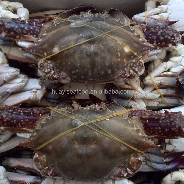 Crabe Congele Crabe Bleu De Natation Bebe Crabe Bleu Buy Crabe Bleu Bebe Fournisseur De Crabe Bleu Bebe Societe De Crabe Bleu Bebe Product On Alibaba Com