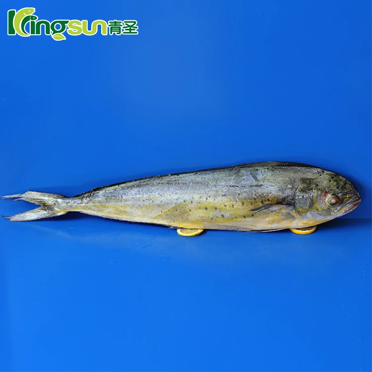 Mahi Mahi Fish Wr بسعر جيد Buy Mahi Mahi Mahi Mahi الأسماك Product On Alibaba Com