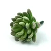 Verde chiaro