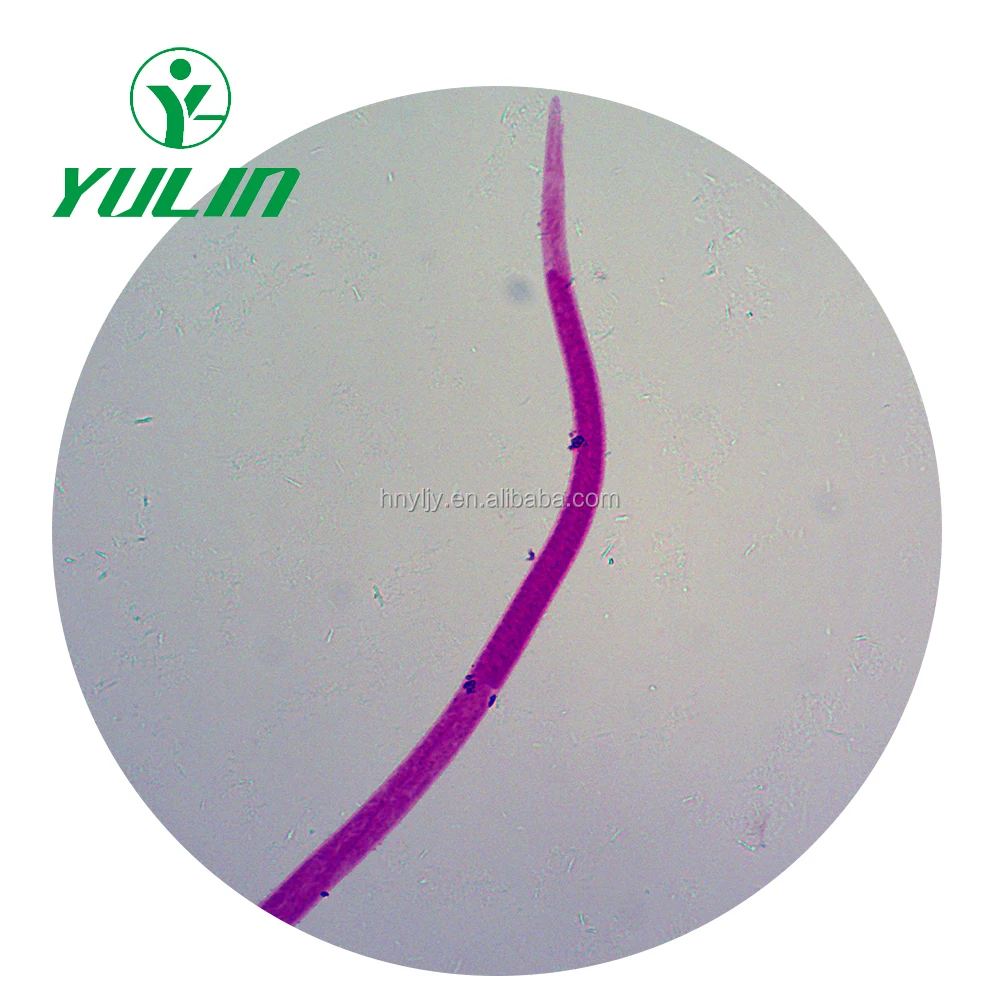Медицинские паразитологические слайды, аскарис митозные слайды, медицинские паразитологические слайды