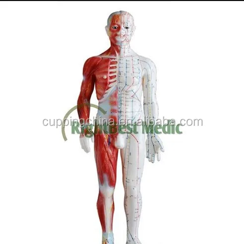 Модель человеческого тела 55 см, демонстрирующая китайские акупунктурные точки, мужские акупунктурные точки и модель мышц, акупунктурная модель Poitn