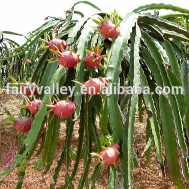ドラゴンフルーツの種を植える方法サボテンピタヤピタハヤの種白赤hylocereus Undatusの種 Buy どのように植物ドラゴンフルーツ の種子 ドラゴン果樹 成長ドラゴンフルーツ Product On Alibaba Com