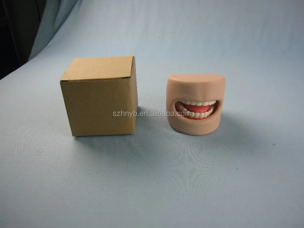 Модель зубов в ротовой полости