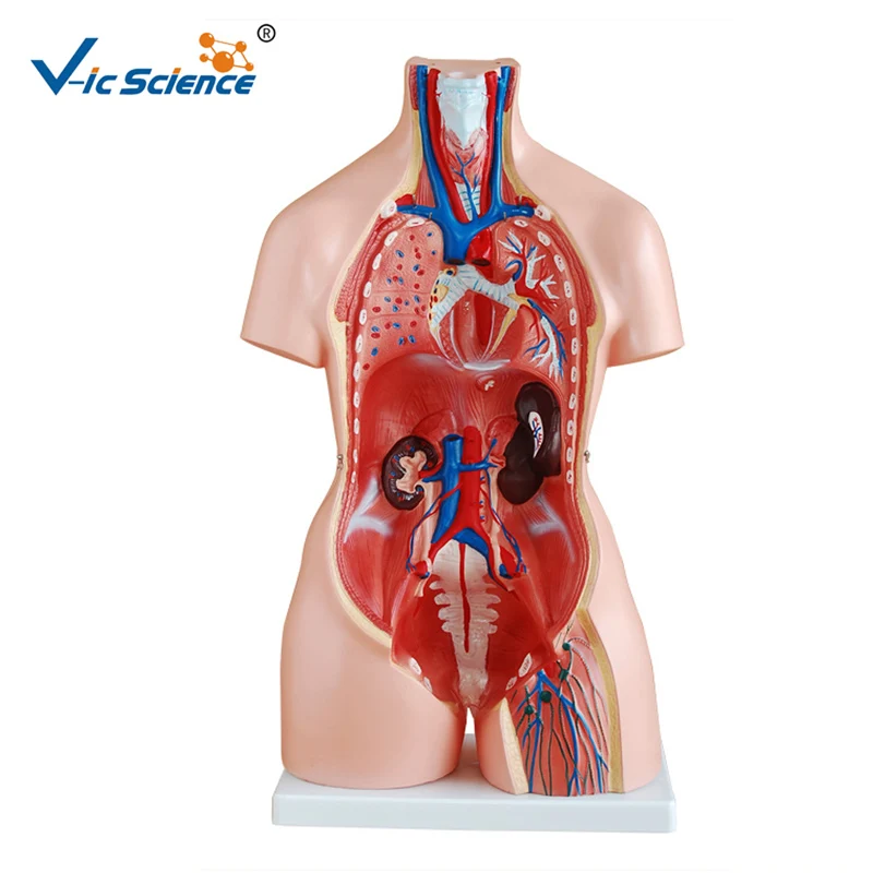 
 Торс унисекс, 85 см, 23 части, медицинская анатомическая обучающая анатомия, модель человеческого торса  