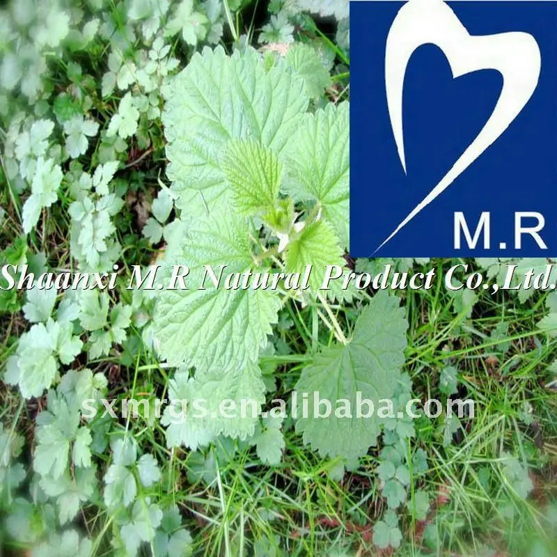 high quality nettle p.e.