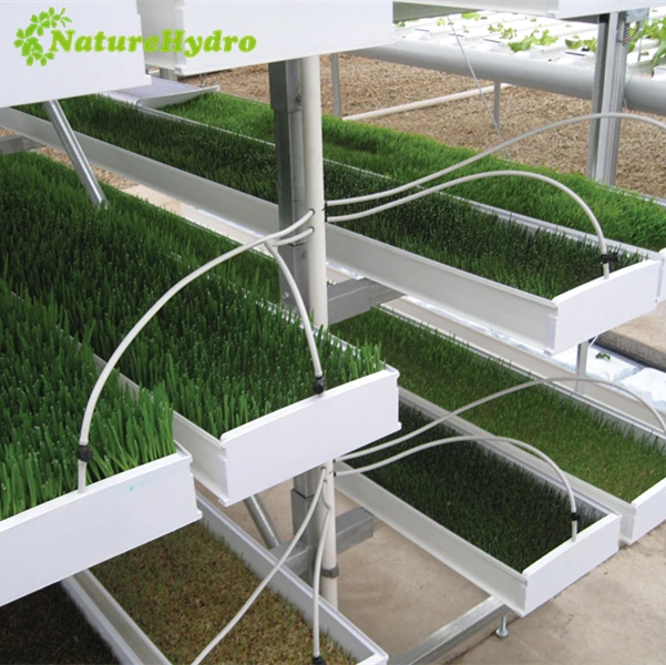 Pvc Hydroponics Tray for Hydroponic Animal Fodder
