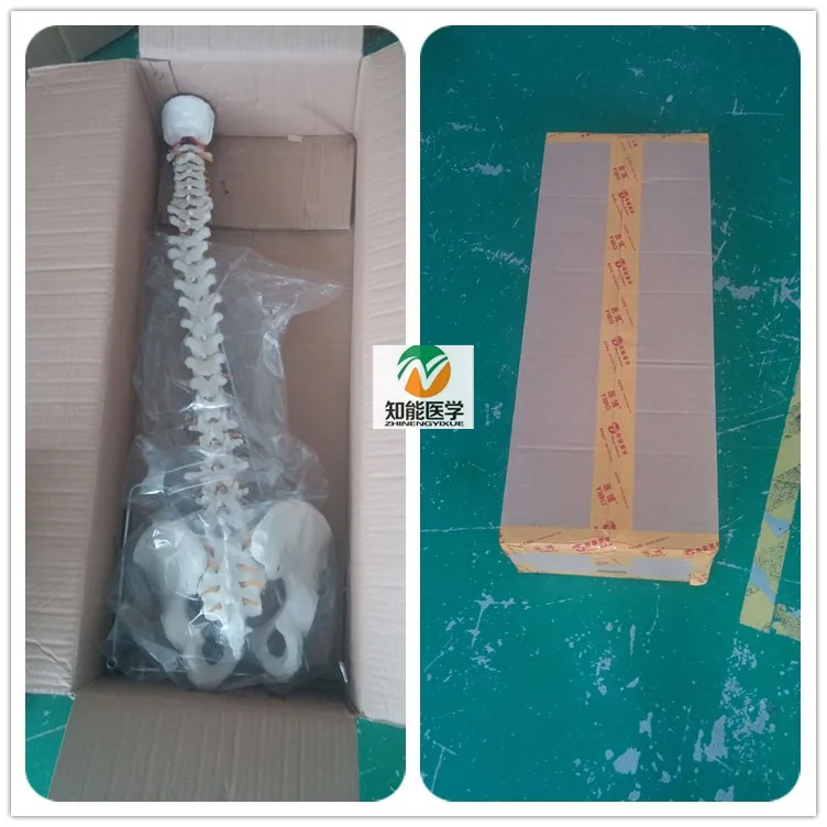
Медицинская анатомическая модель человеческого позвоночника естественного размера 