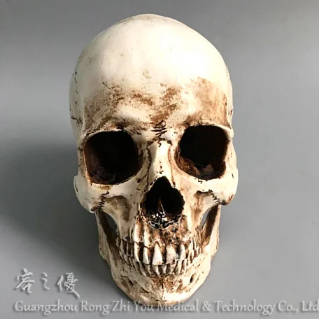 R0605等身大レプリカリアルな人間の頭蓋骨の骨モデル Buy ヘッド骨モデル 頭蓋骨モデル レプリカ頭蓋骨モデル Product On Alibaba Com