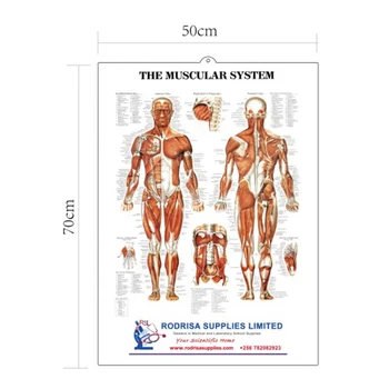 Anatomical medical poster 3D embossed wall charts ,the muscular system poster