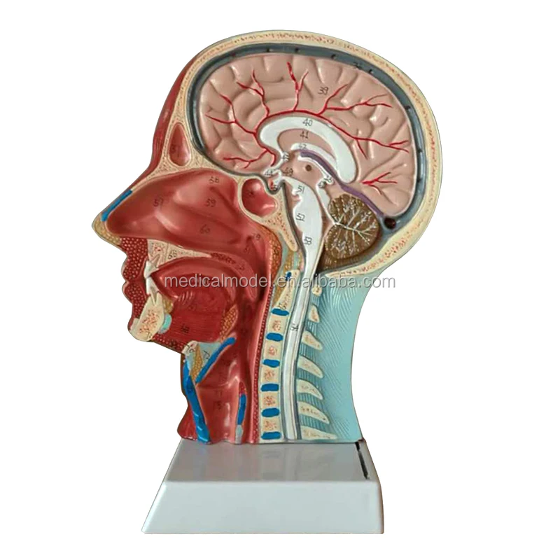 Поверхностное лицо с моделью мозга мышц нерва кровеносных сосудов