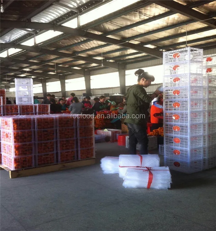 黄色いオレンジ色の果物 赤い果物の名前 Buy 赤ちゃんみかんオレンジ みかんの 蜂蜜オレンジ Product On Alibaba Com