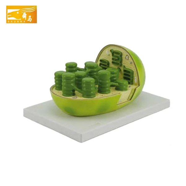 葉緑体 - Buy 葉緑体、プラントモデル、教授モデル Product on Alibaba.com