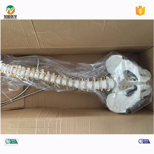 
Медицинская анатомическая модель человеческого позвоночника естественного размера 